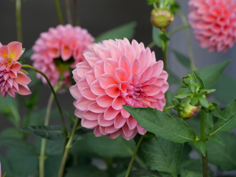 ダリア ポートオータム