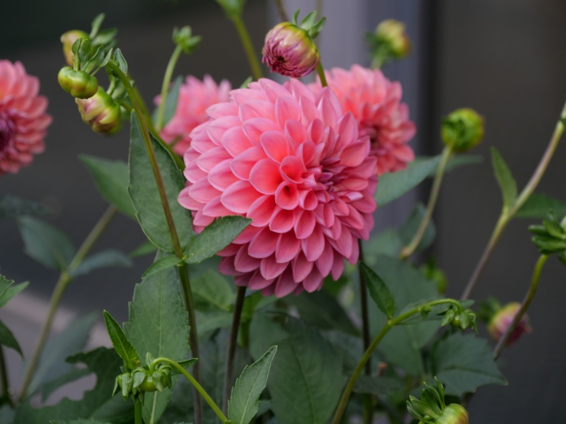 ダリア ポートオータム