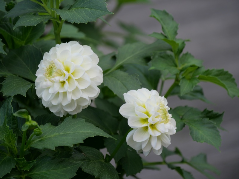 ダリア ホワイトミルフィーユ