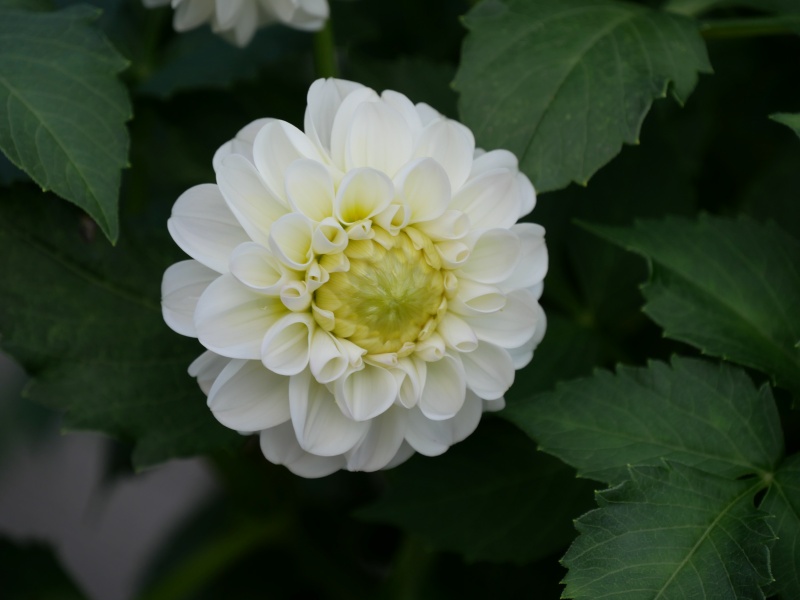 ダリア ホワイトミルフィーユ