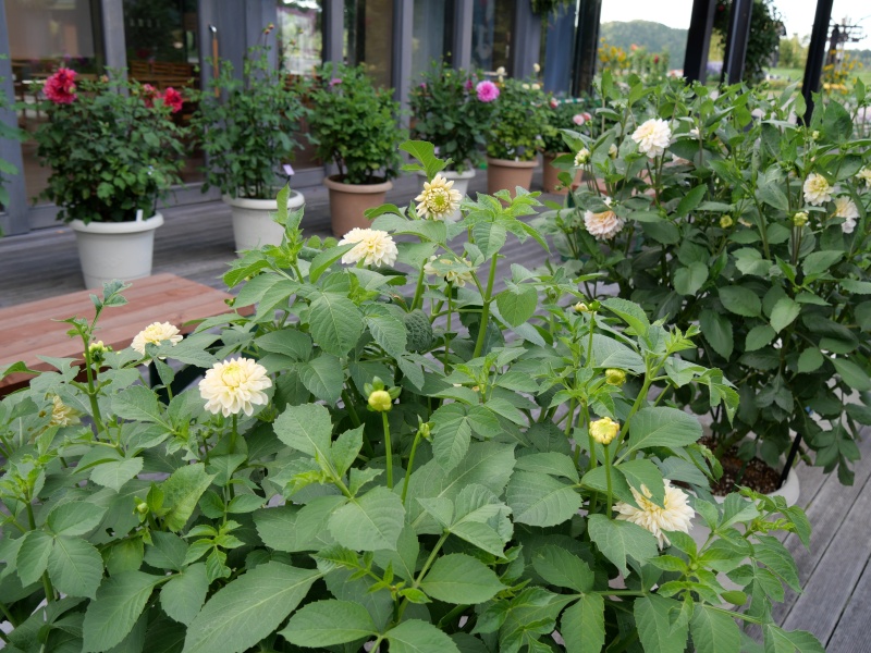 ダリア マドレーヌムーン