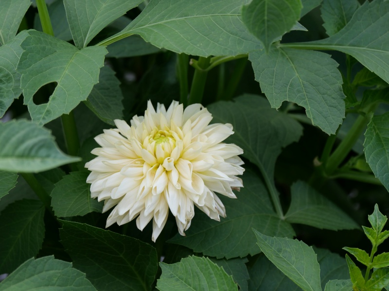 ダリア マドレーヌムーン