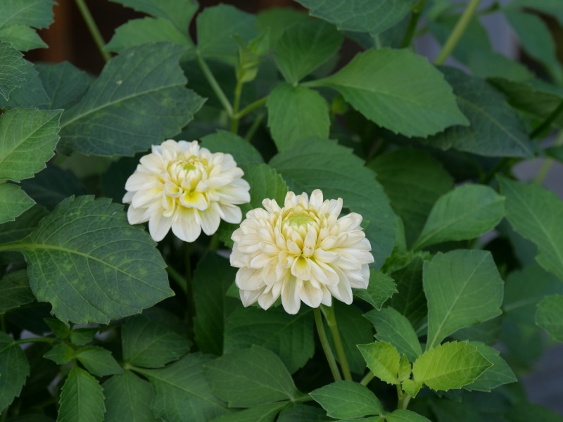 ダリア マドレーヌムーン