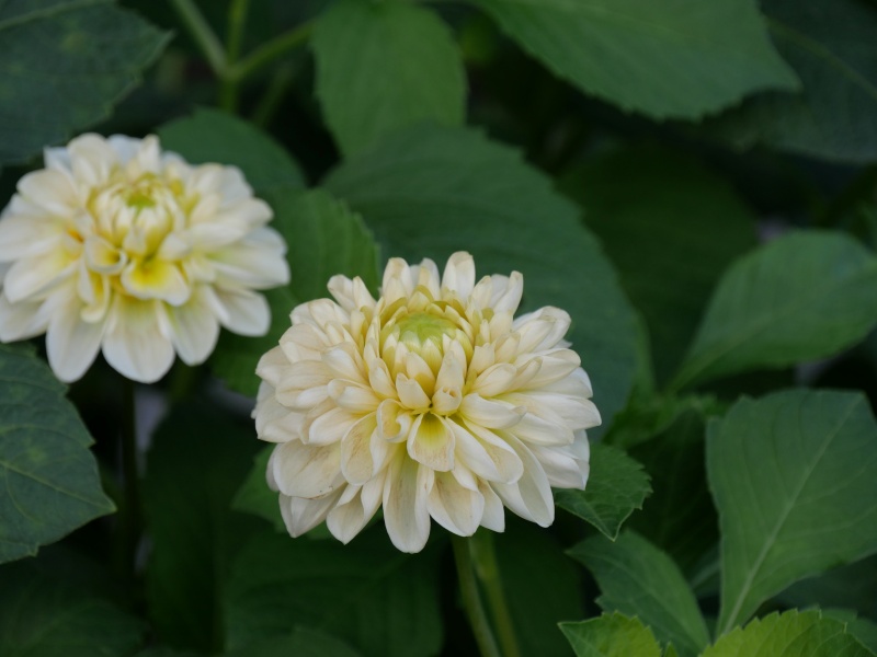 ダリア マドレーヌムーン