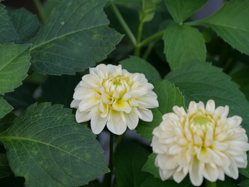 ダリア マドレーヌムーン