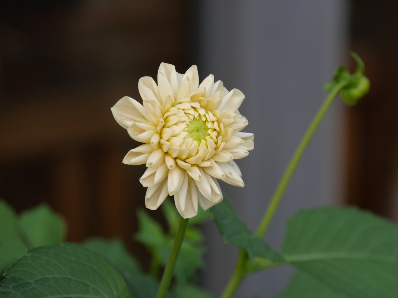 ダリア マドレーヌムーン