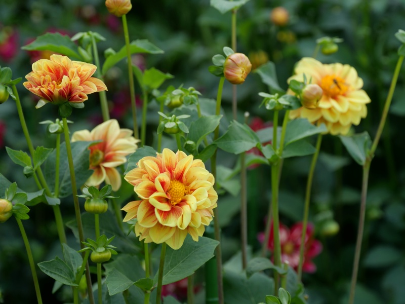 ダリア みかん山