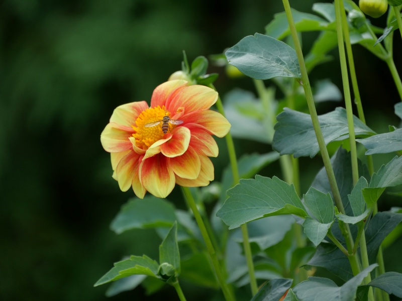 ダリア みかん山