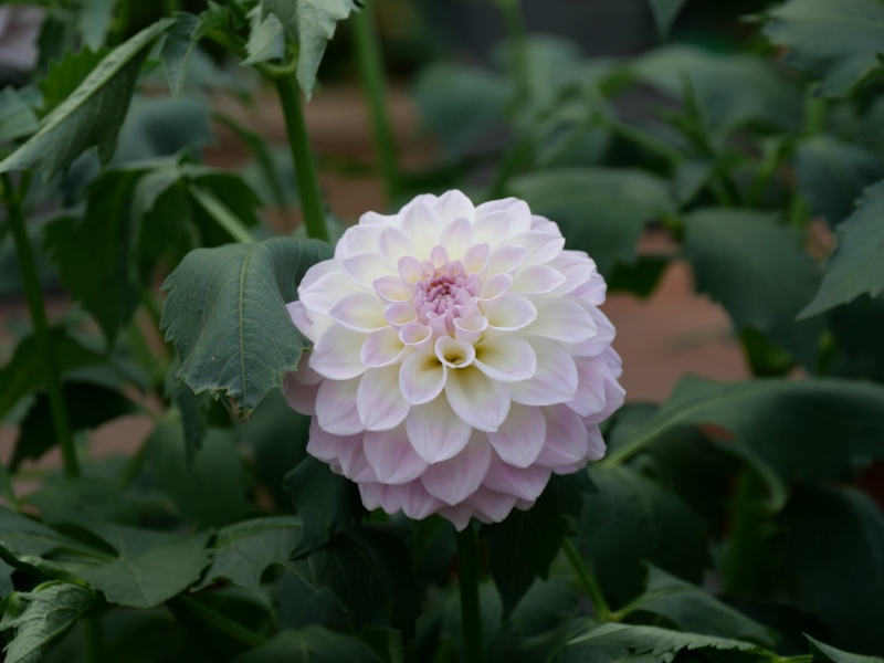 ダリア ミルキーピーチ