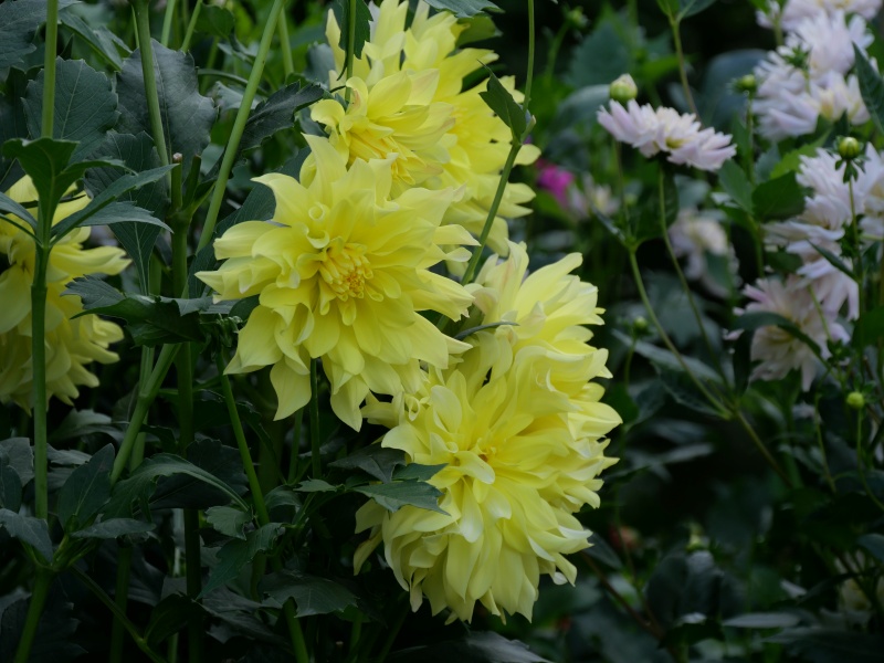 ダリア ムーンライトセレナーデ