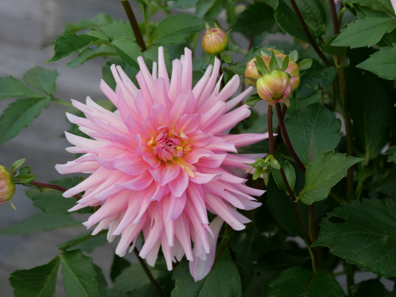 ダリア ムーンワルツ