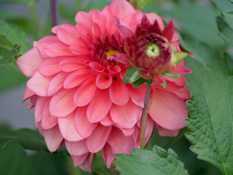 ダリア ラッキーガール