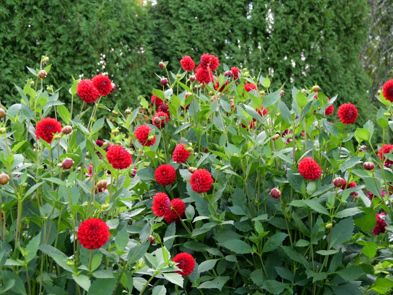 ダリア レッドスター