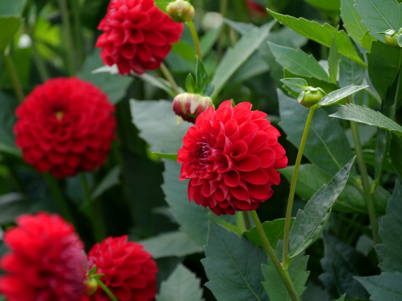 ダリア レッドスター