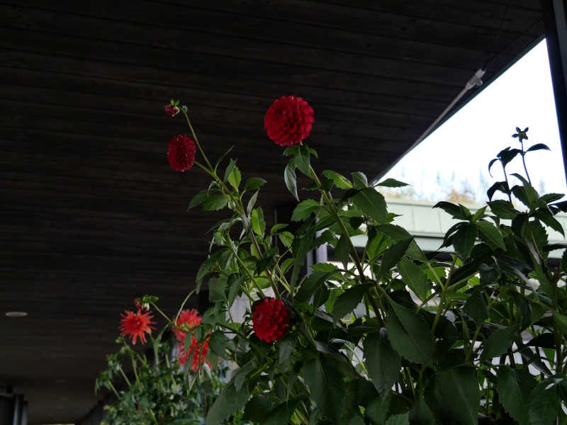 ダリア レッドスター