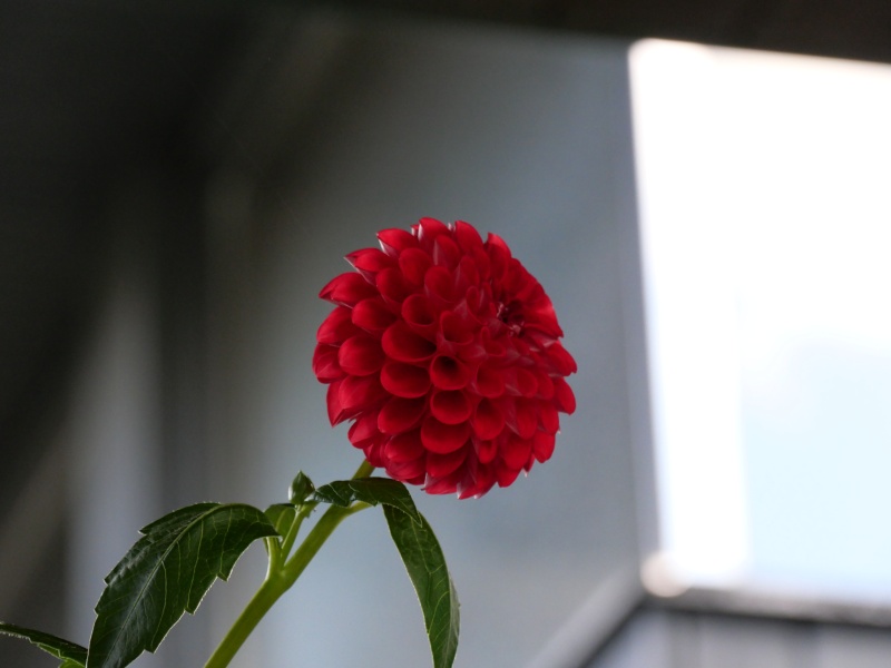 ダリア レッドスター