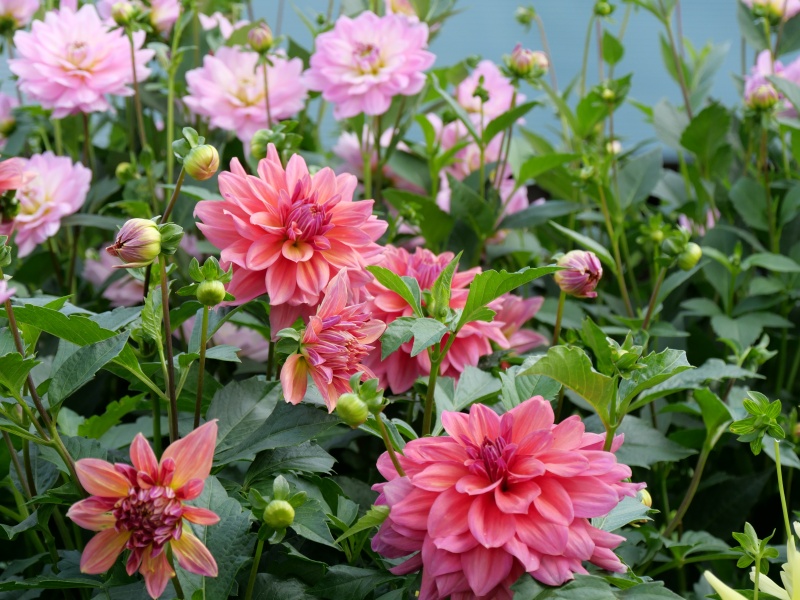 ダリア ローズ茜