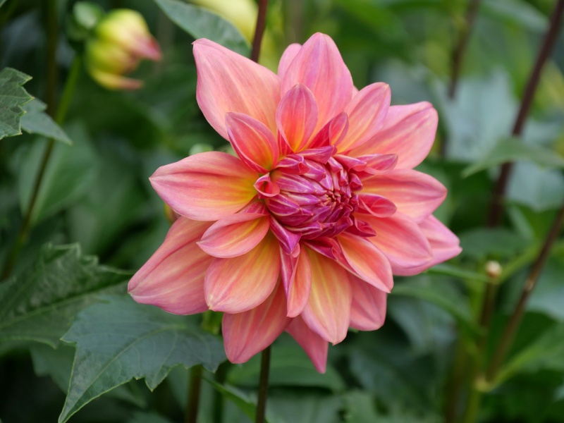 ダリア ローズ茜