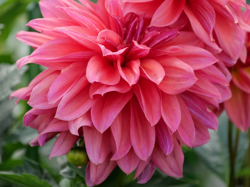 ダリア ローズ茜