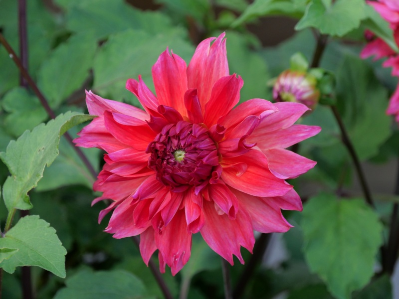 ダリア ロザリーゴールドン