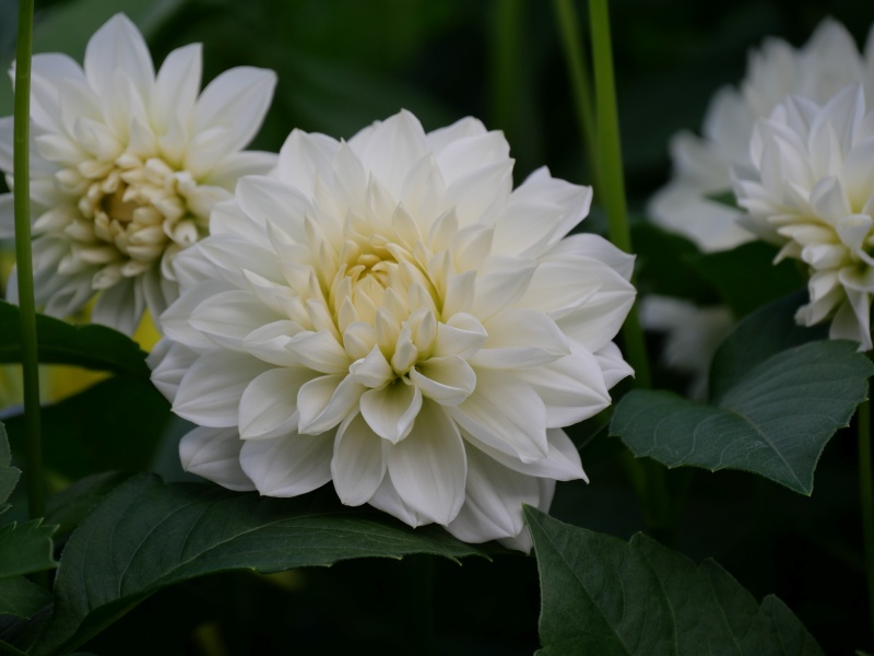 ダリア 雪花