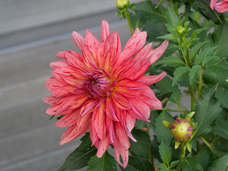 ダリア 大和なでしこ