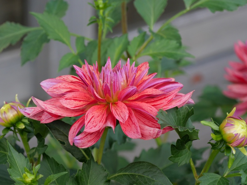 ダリア 大和なでしこ