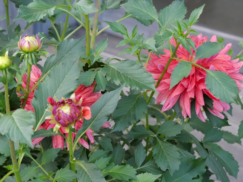 ダリア 大和なでしこ