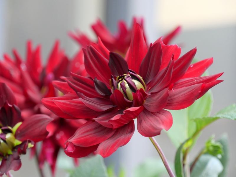 ダリア 夜の訪問者