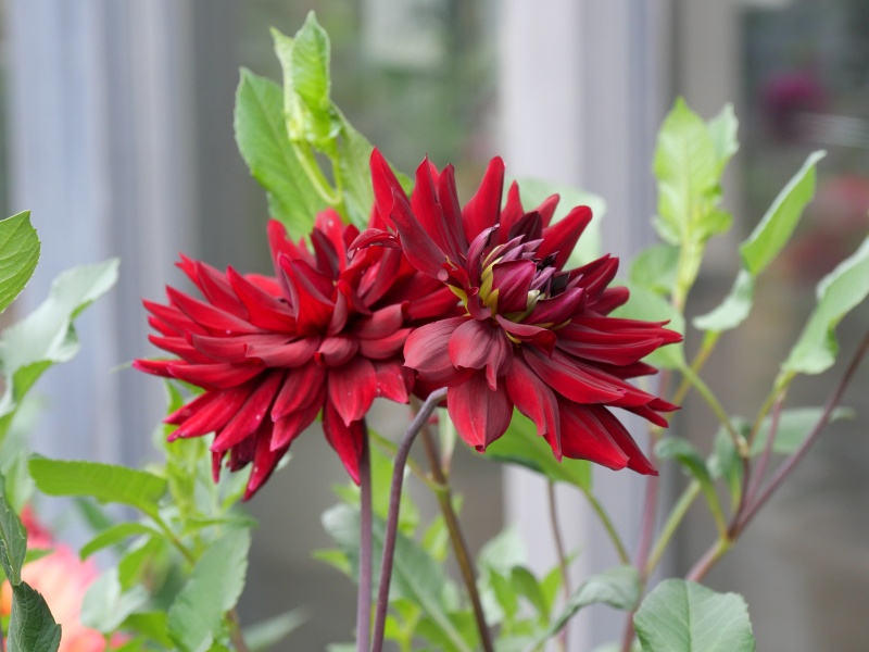 ダリア 夜の訪問者