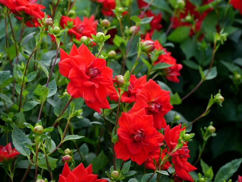 ダリア 夕日が丘