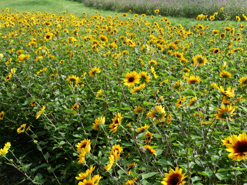 ヒマワリ サンビリーバブル
