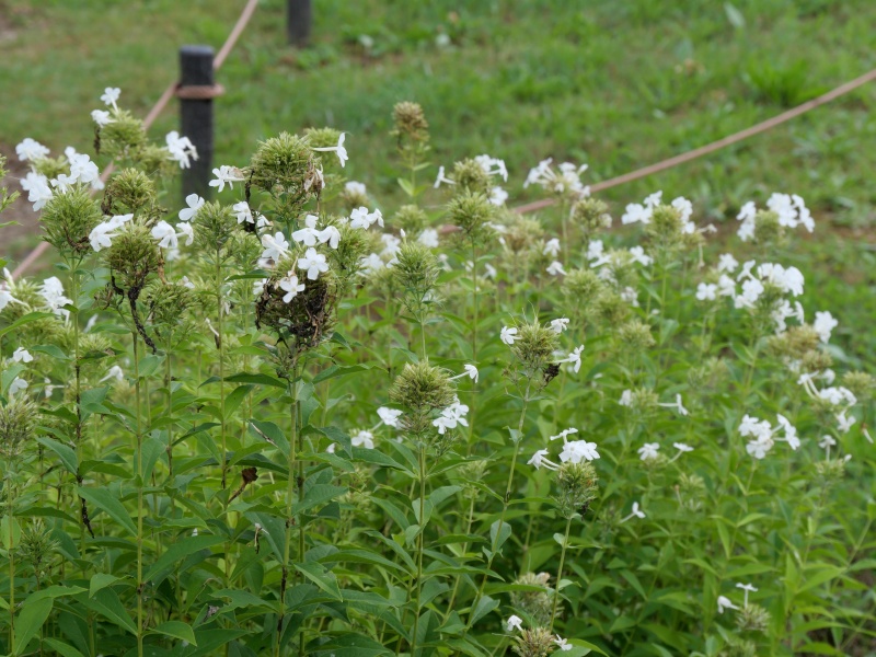 Phlox paniculata