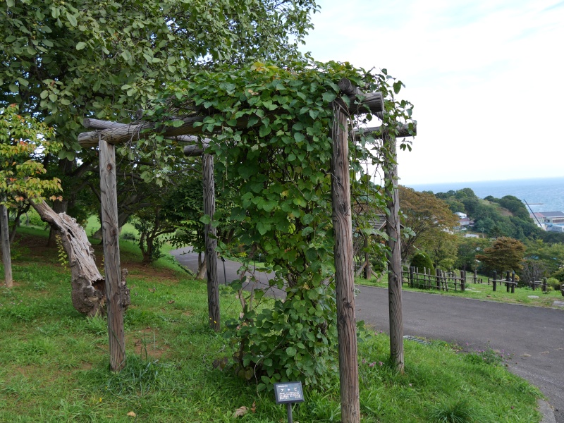 アケビ(Akebia quinata)