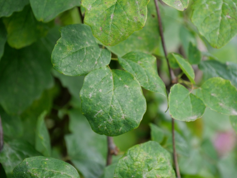 アケビ(Akebia quinata)
