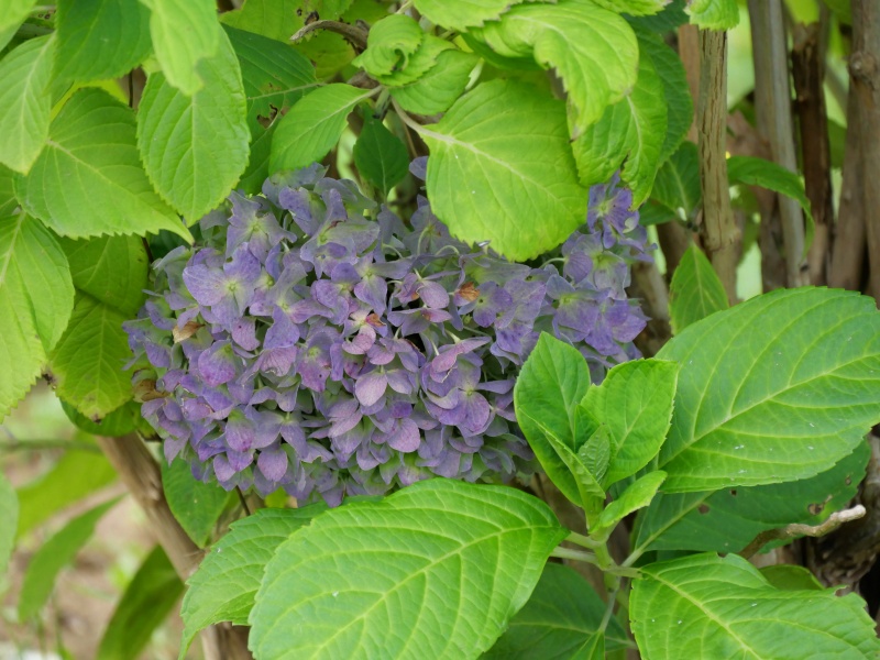 アジサイ(Hydrangea macrophylla f. macrophylla)