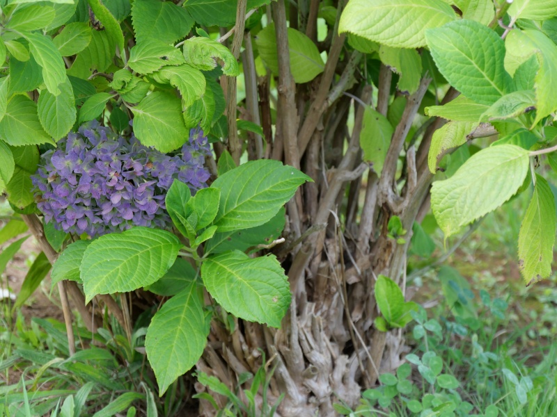 アジサイ(Hydrangea macrophylla f. macrophylla)
