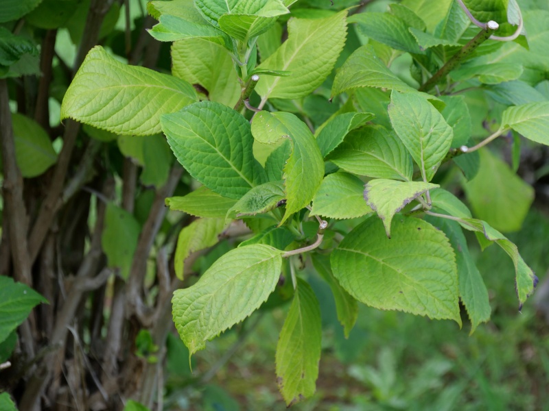 アジサイ(Hydrangea macrophylla f. macrophylla)