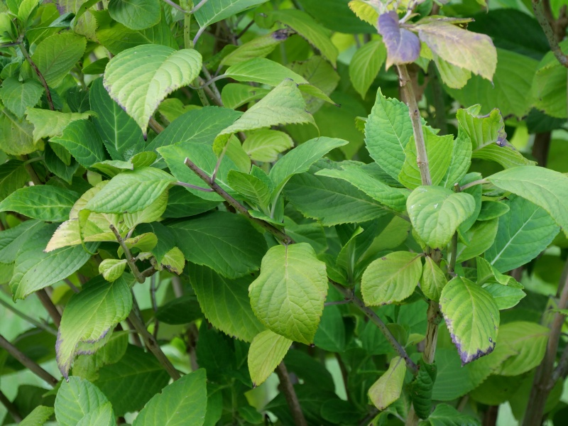 アジサイ(Hydrangea macrophylla f. macrophylla)