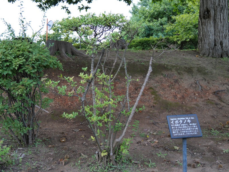 イボタノキ(Ligustrum obtusifolium)