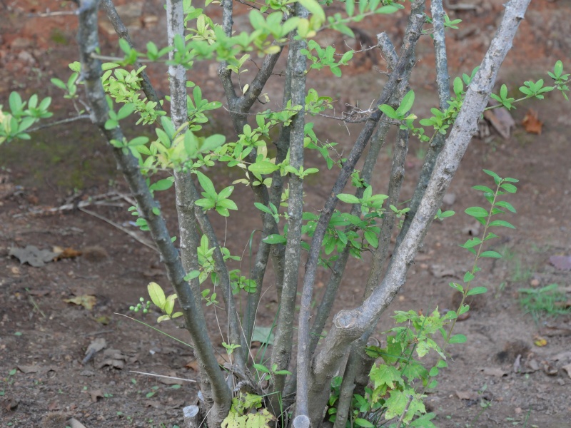 イボタノキ(Ligustrum obtusifolium)
