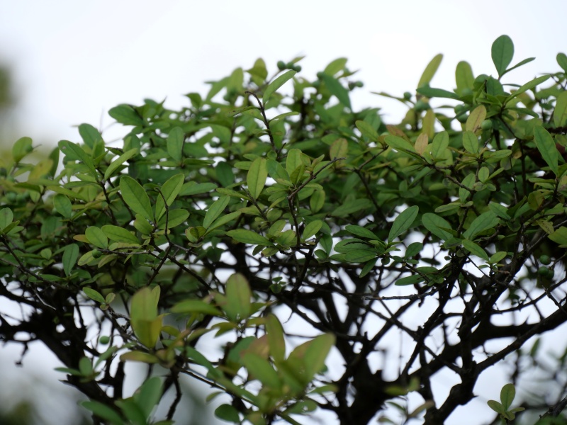 イボタノキ(Ligustrum obtusifolium)