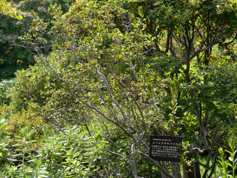 エゾムラサキツツジ(Rhododendron dauricum)