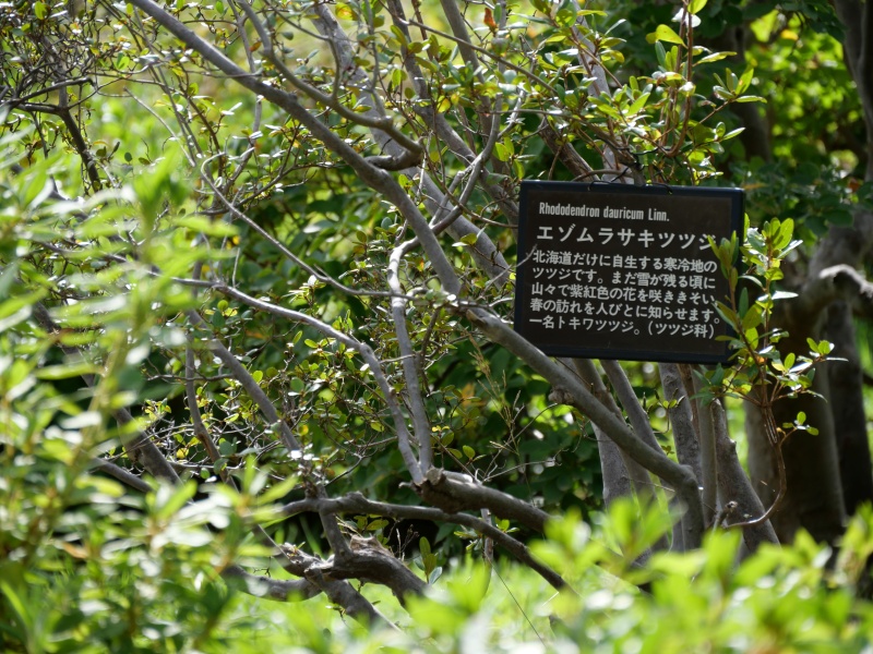 エゾムラサキツツジ(Rhododendron dauricum)