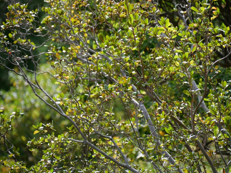 エゾムラサキツツジ(Rhododendron dauricum)