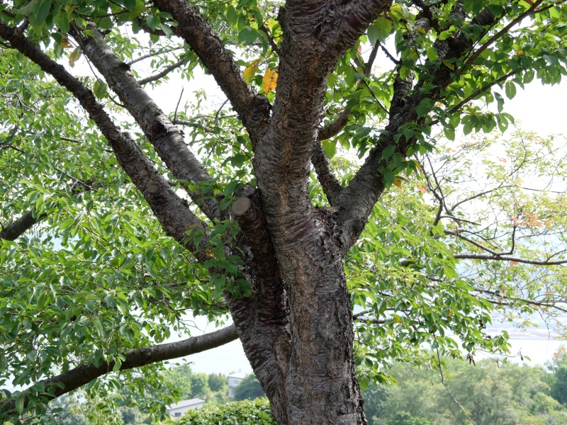 エゾヤマザクラ(Prunus sargentii)