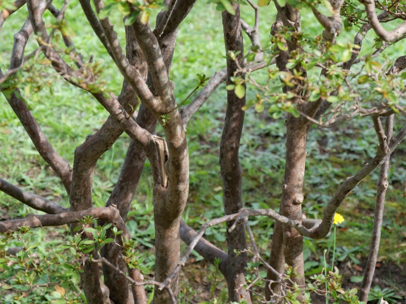 エゾヤマツツジ(Rhododendron obtusum f. latisepalum)