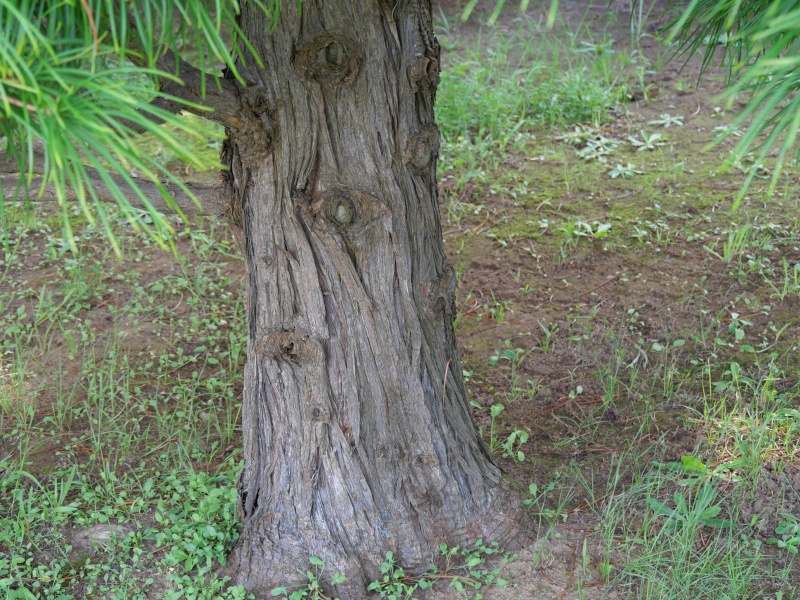 コウヤマキ(Sciadopitys verticillata)
