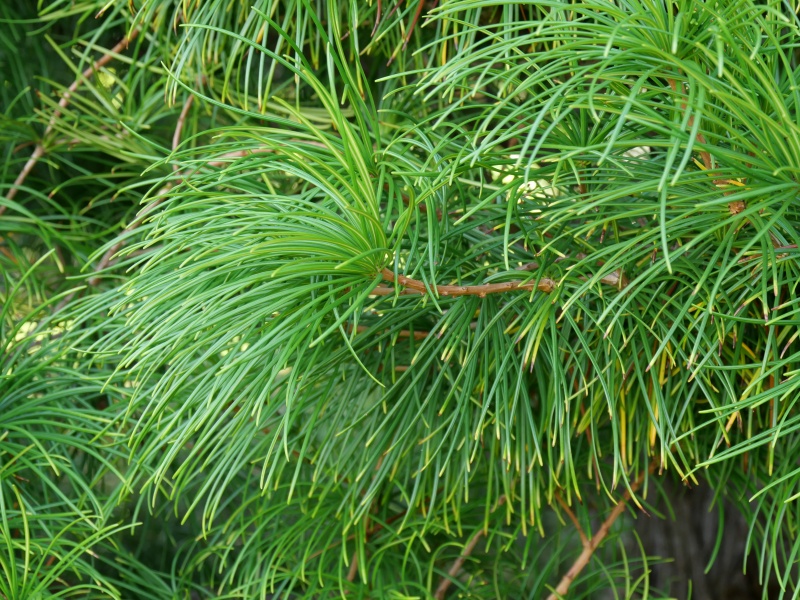 コウヤマキ(Sciadopitys verticillata)