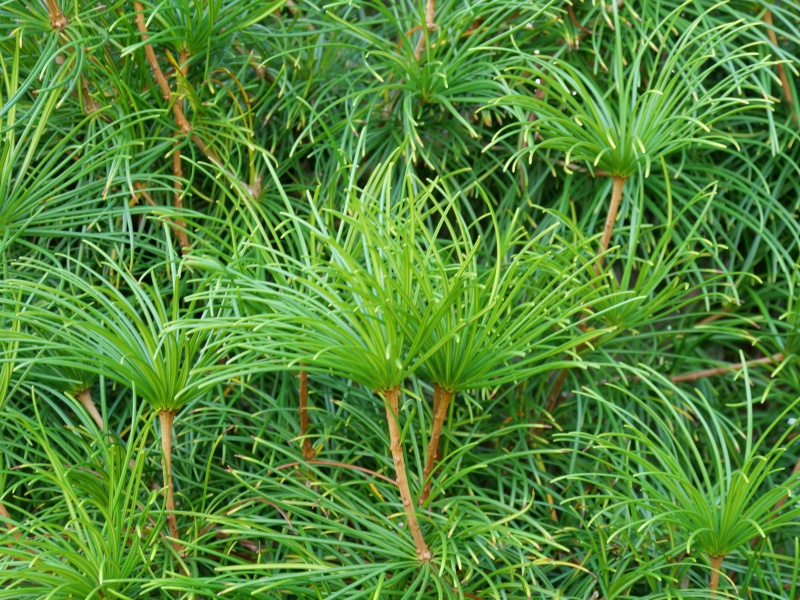 コウヤマキ(Sciadopitys verticillata)